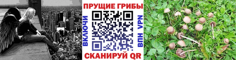 Псилоцибиновые грибы мицелий  Баймак 